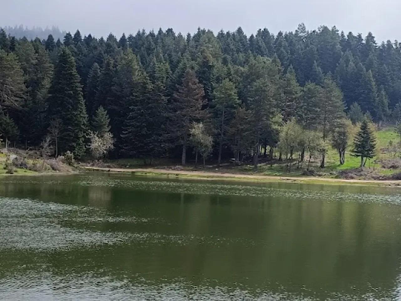 Karagöl Yaylası Sarıçamı Tabiat Anıtı - 3