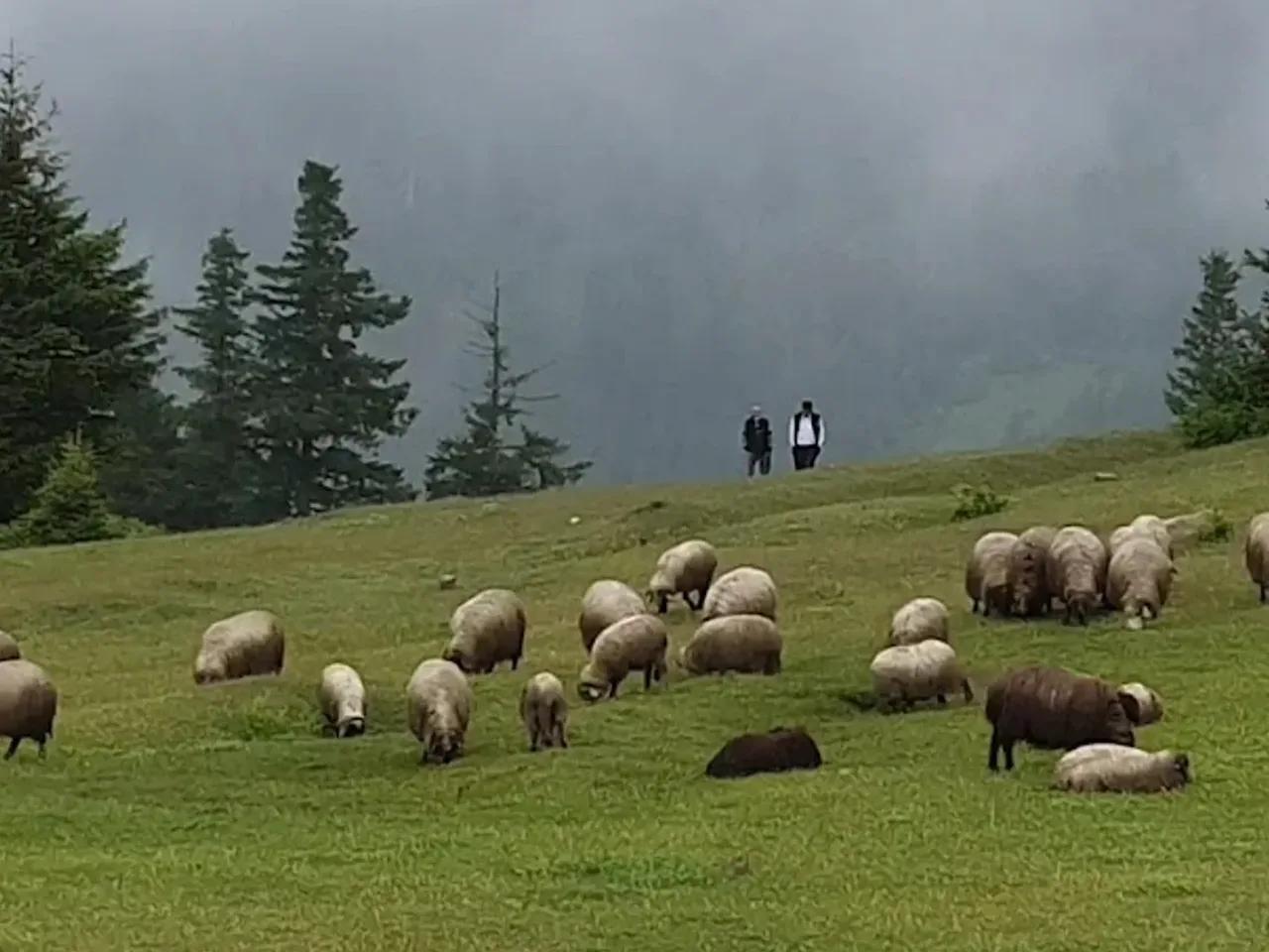 Kayabaşı Tabiat Parkı - 2