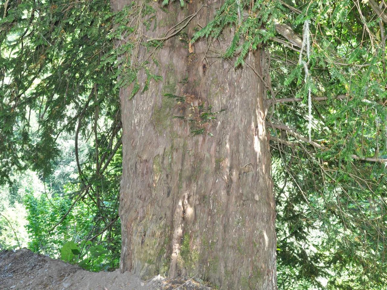 Kayadibi Posuk Ağacı Tabiat Anıtı - 2