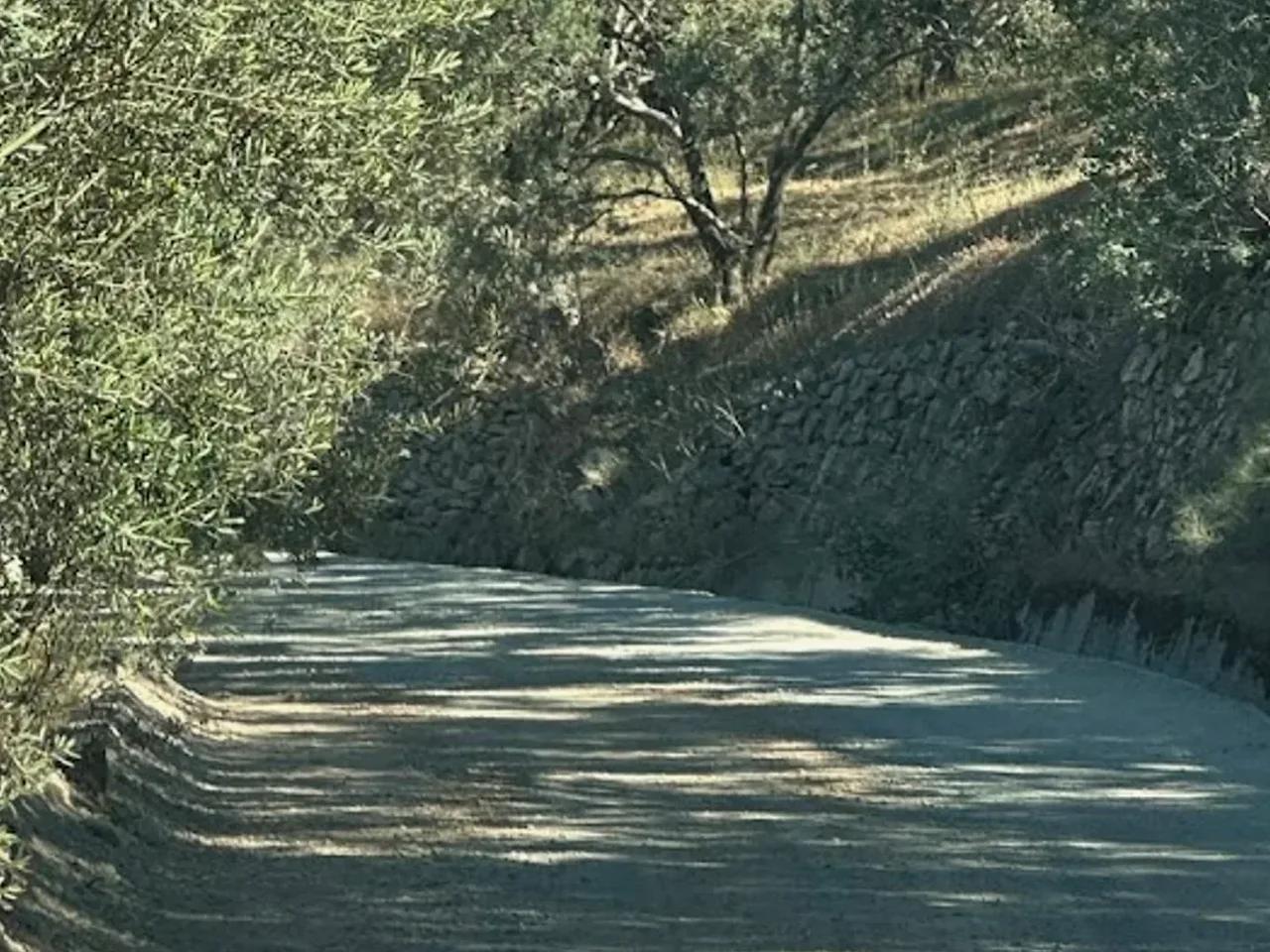 Kazdağı Milli Parkı - 2