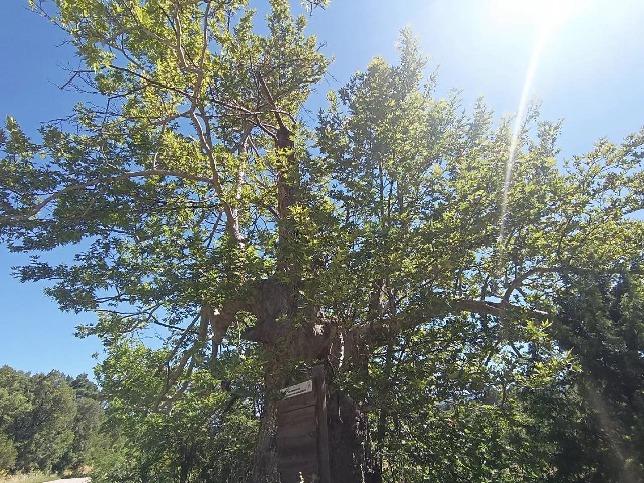 Kırıntı Köyü Çınar Ağacı Tabiat Anıtı - 3