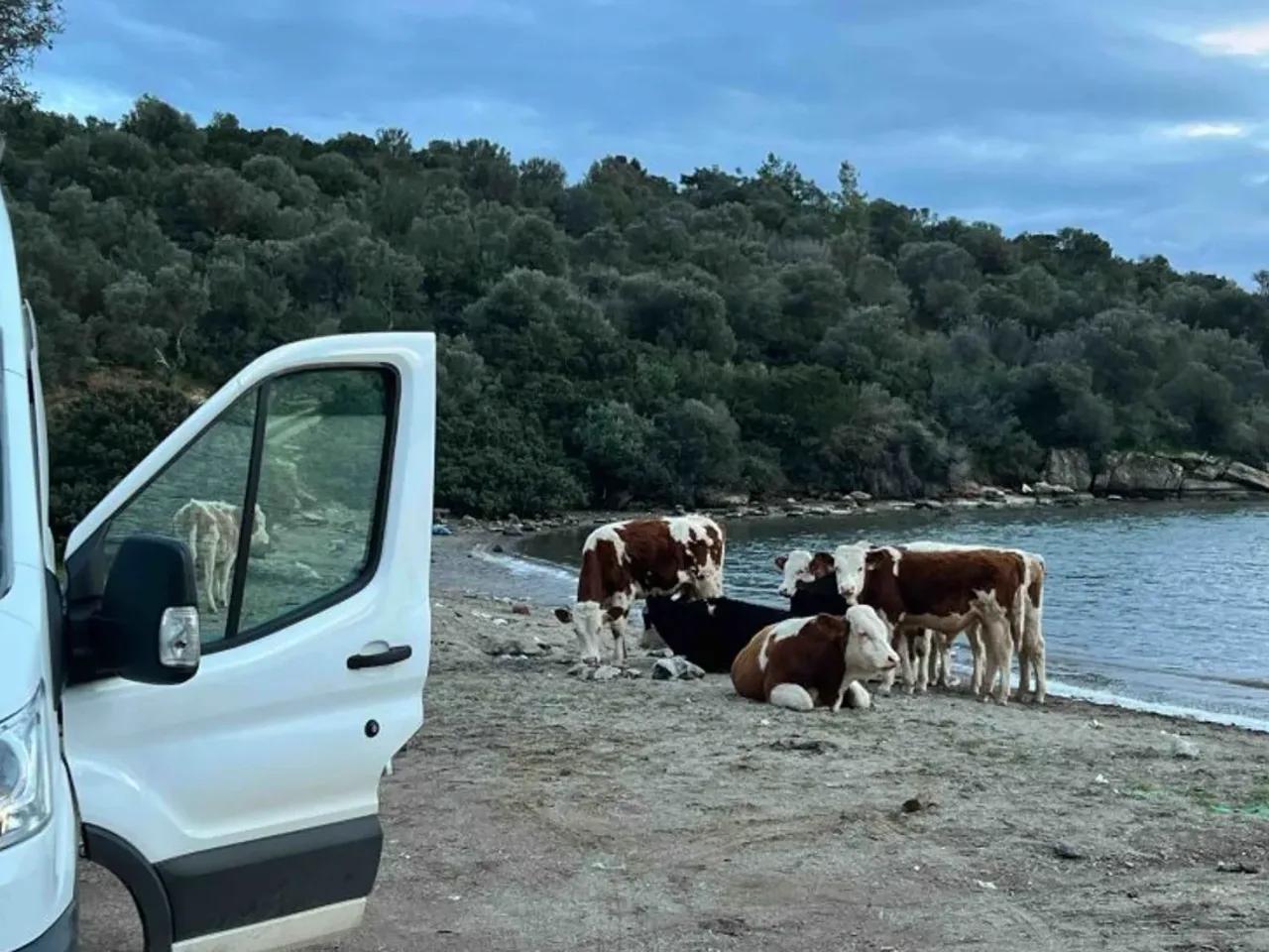 Kıyıkışlacık, - 2
