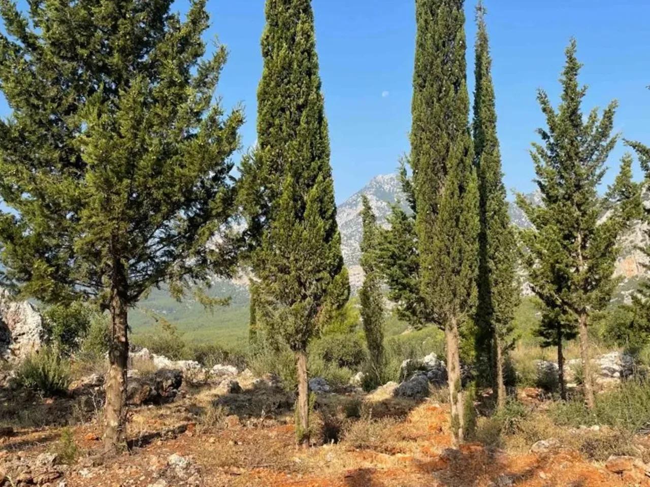 Kömürcüler , - 1