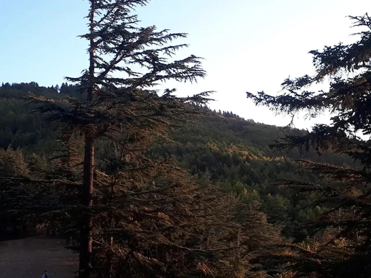 Köşne Yaylası - 2