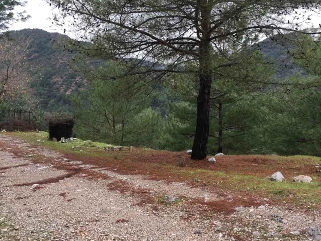Köyceğiz - 1