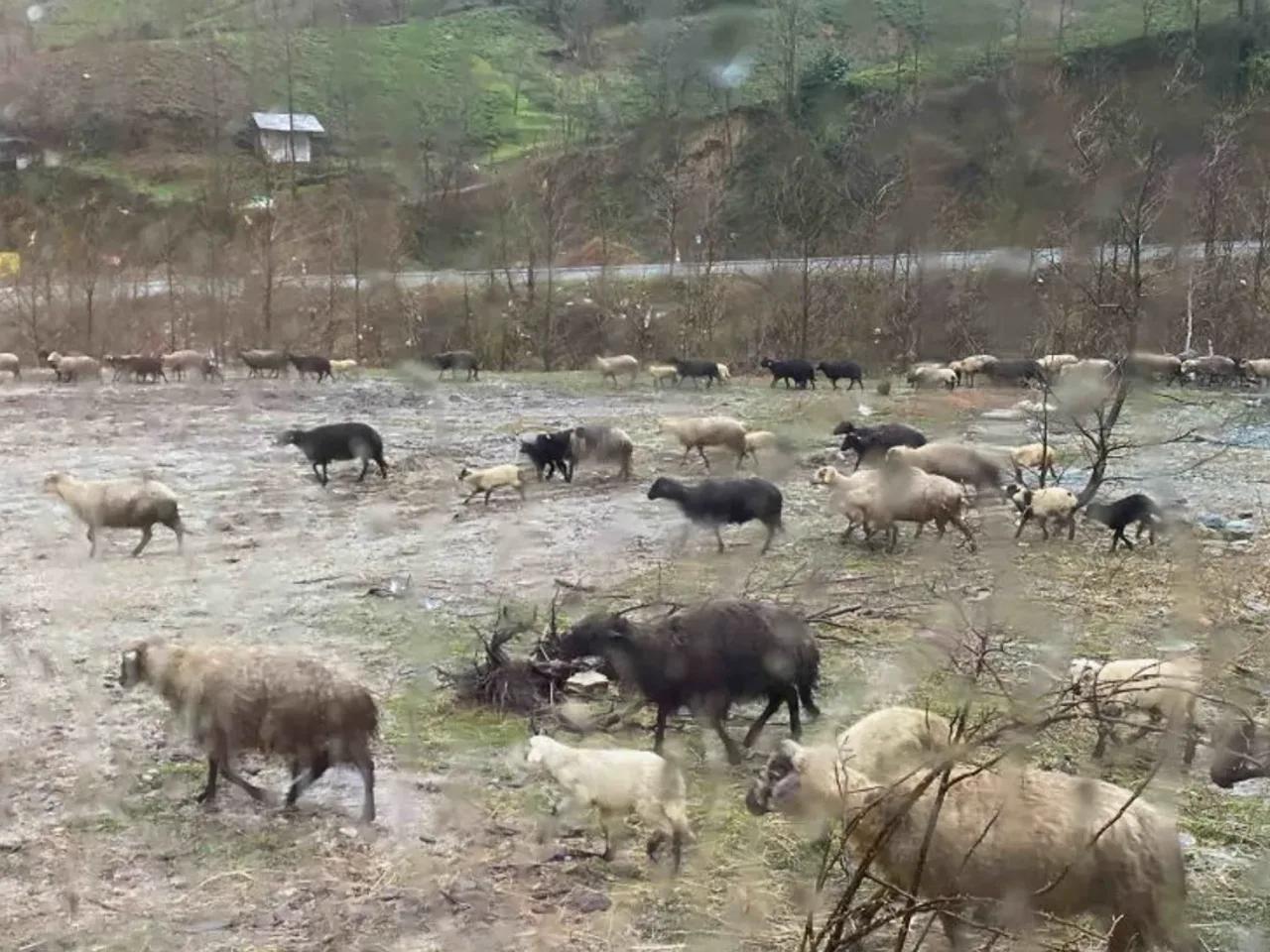 Koyuncular,52 Hopa Artvin Yolu - 1