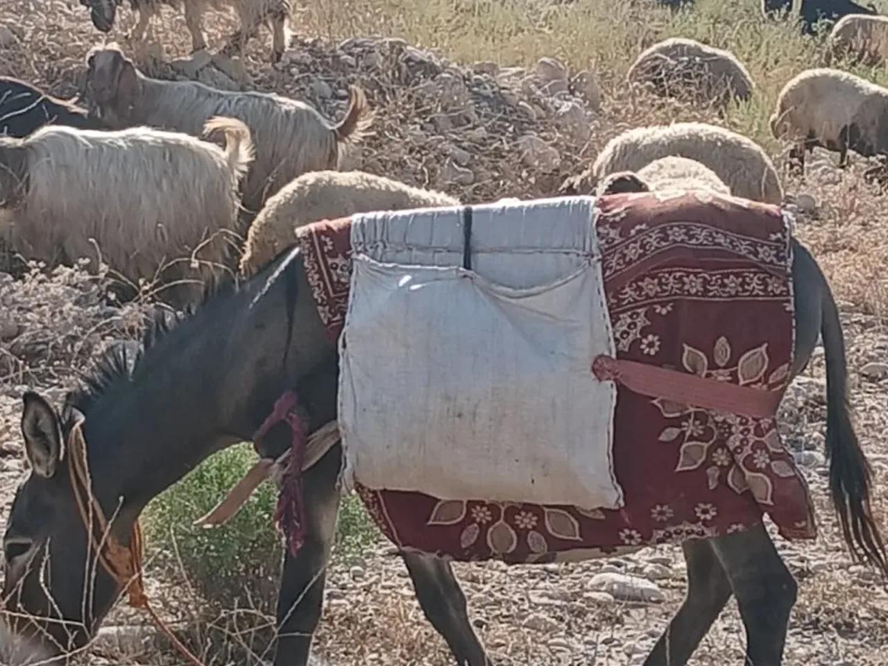 Kurtuluş, - 3