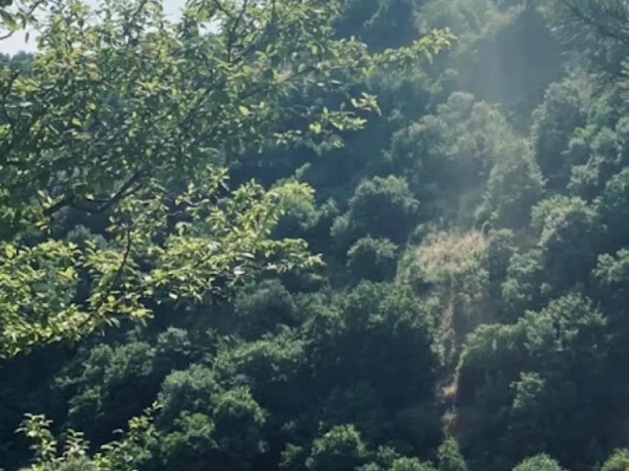 Melodere Doğu Ladini Tabiat Anıtı