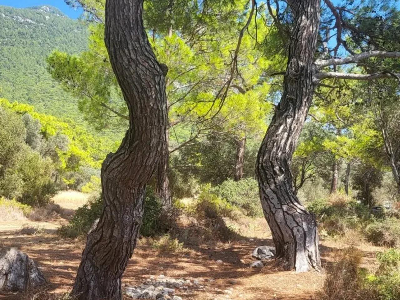Menteşe, - 2