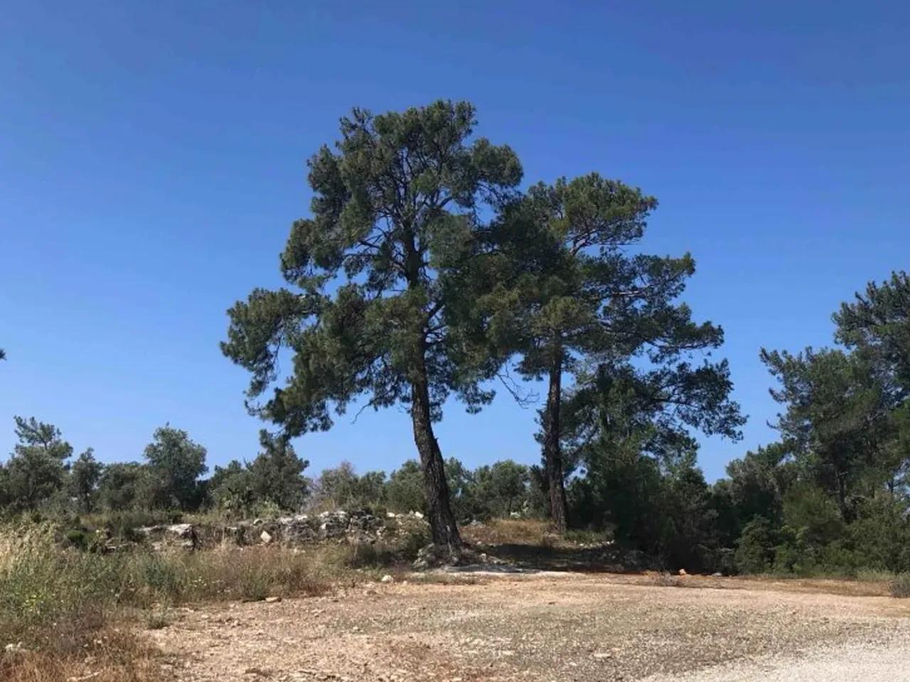 Menteşe - 1