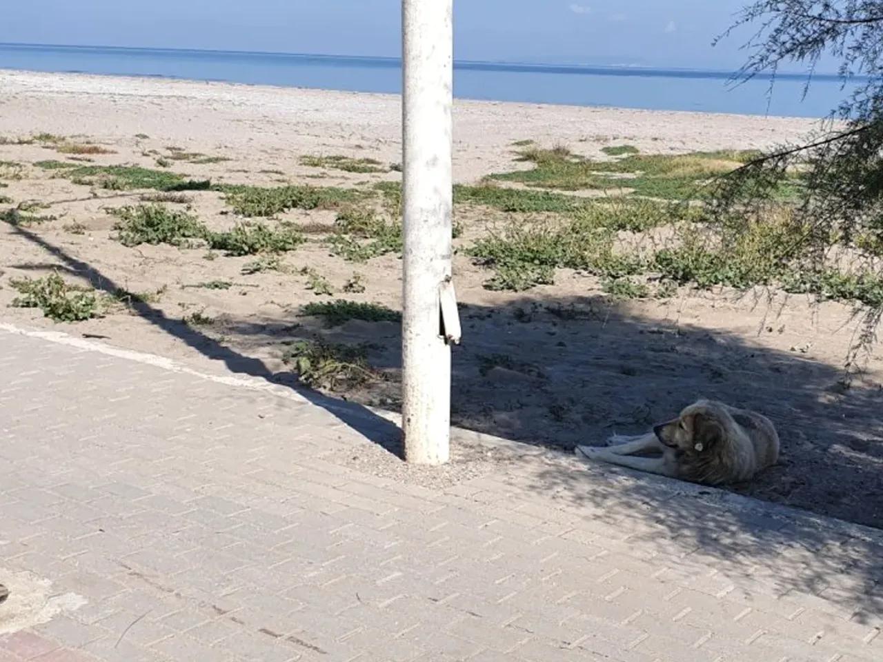Mudanya,Mesudiye Sahil Yolu - 2