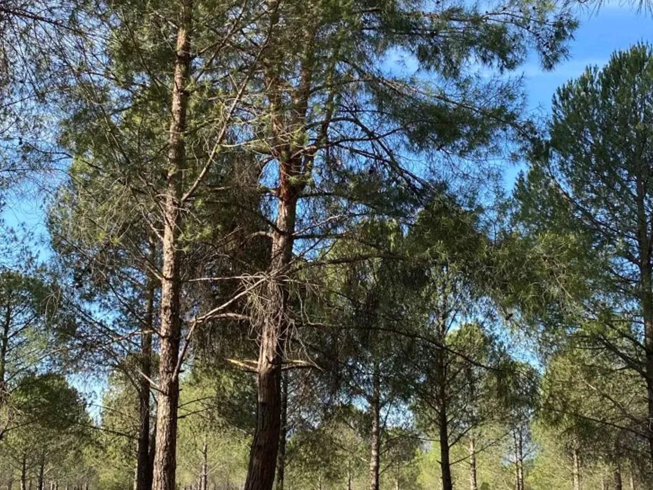 Muğla, - 1