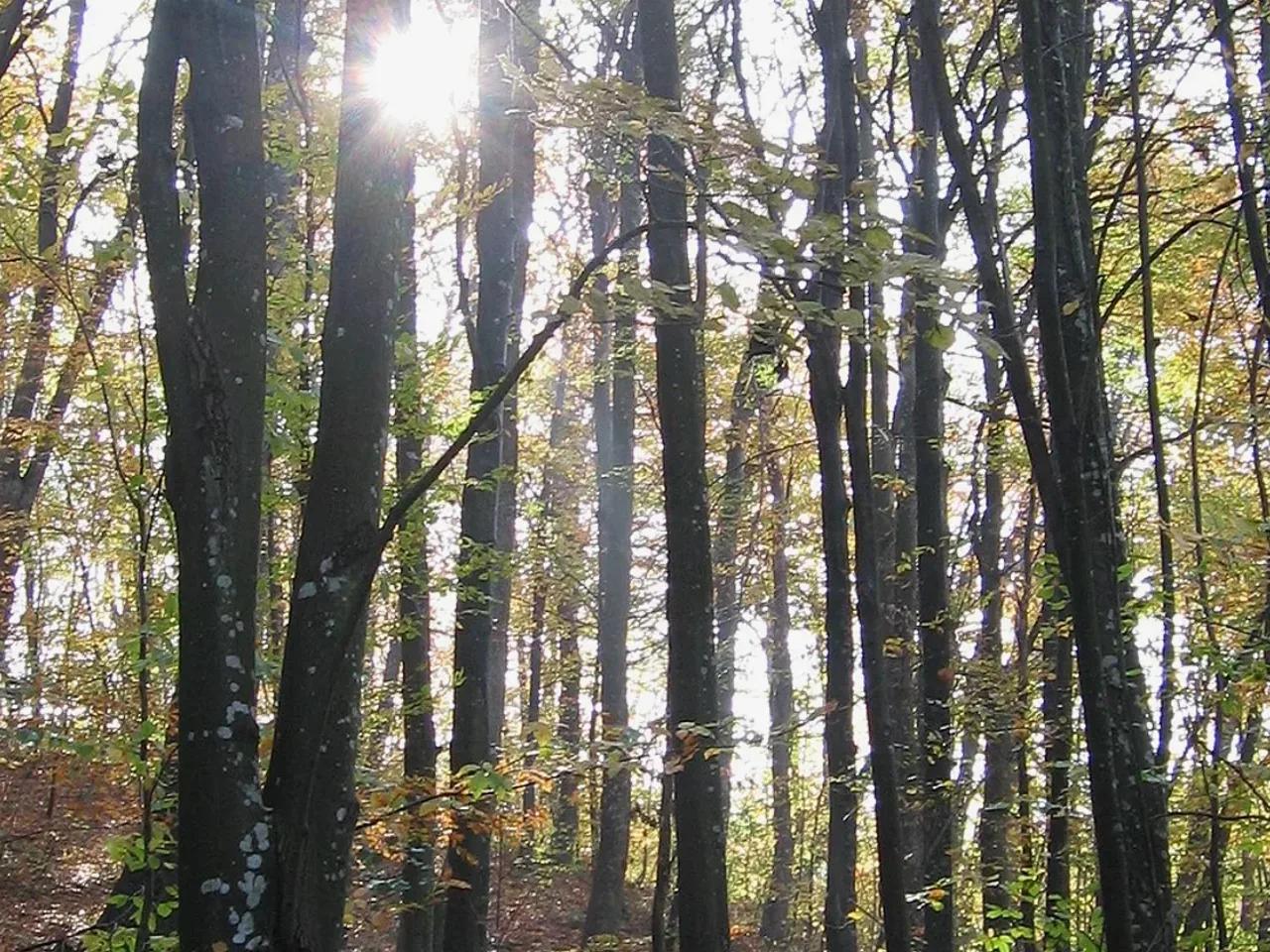 Neşetsuyu Tabiat Parkı - 2
