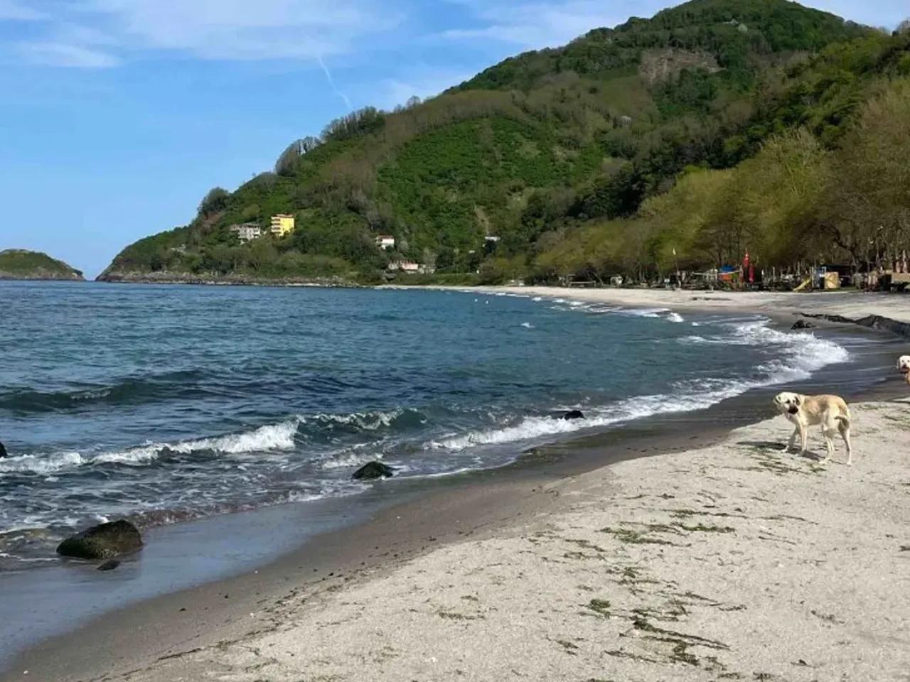 Ordu,Bolaman Yolu - 2