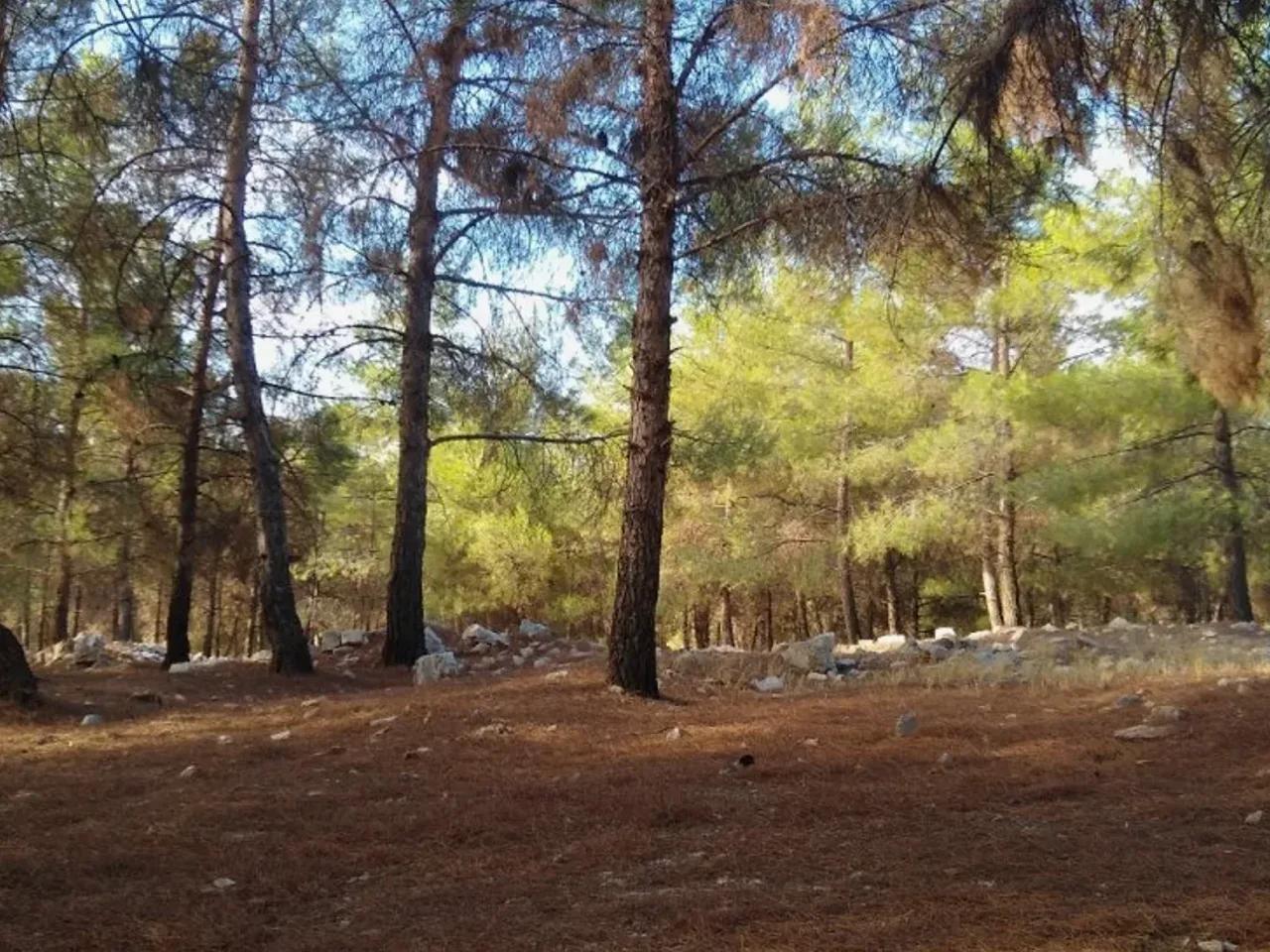 Örencik, - 1