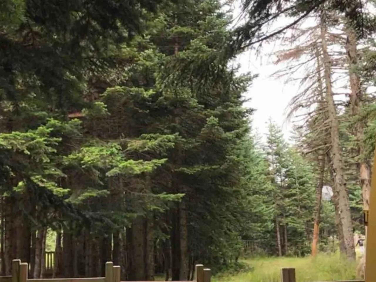 Osmangazi,Sarıalan Yolu - 2