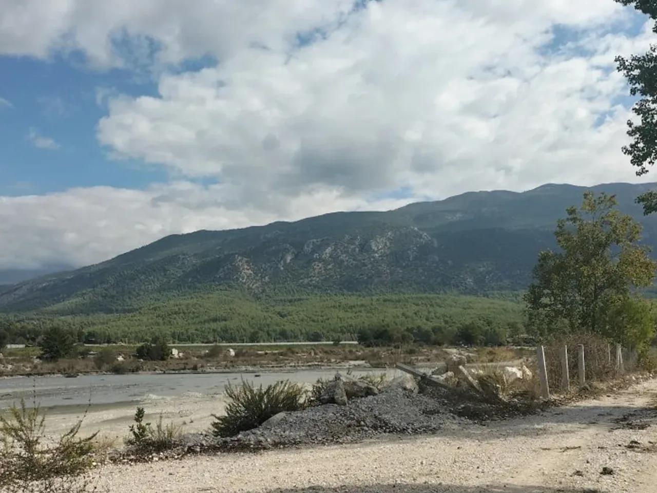 Palamut, - 2