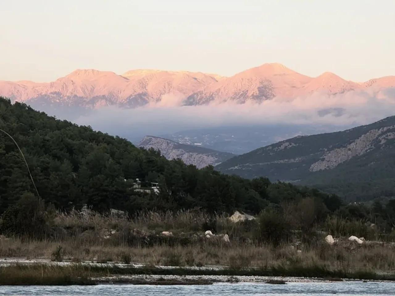 Palamut, - 3