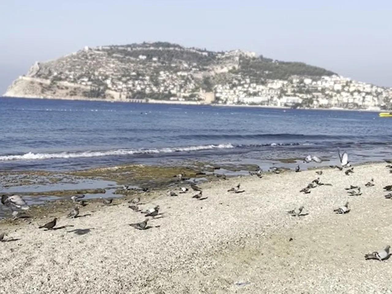 Portakal Plajı - 3