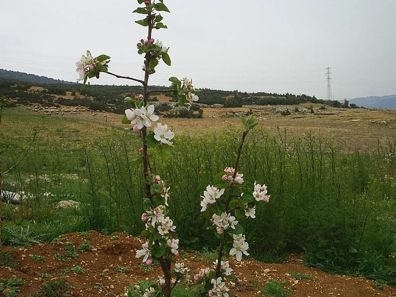 Şah Ardıç Tabiat Anıtı
