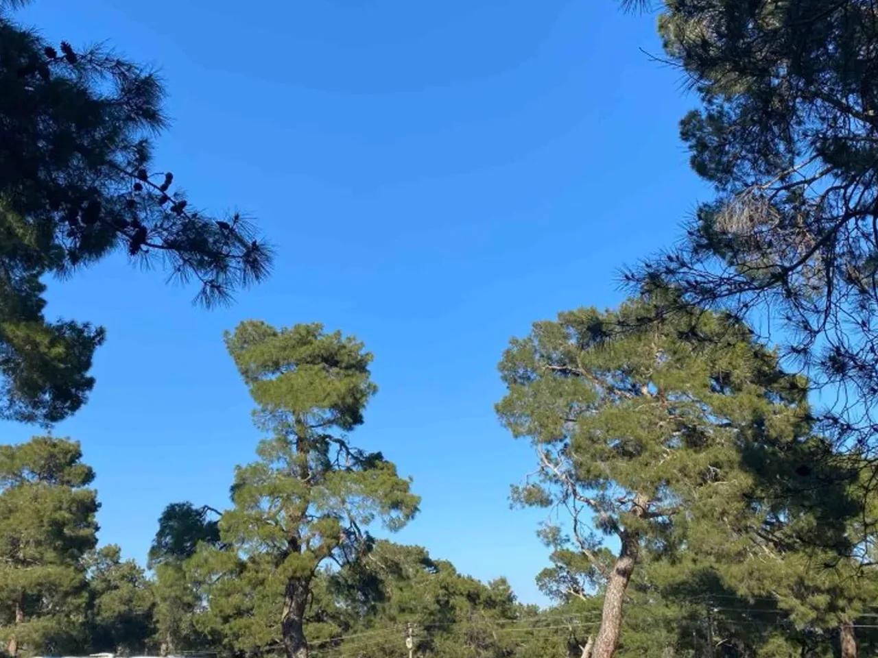 Şair Eşref, - 1