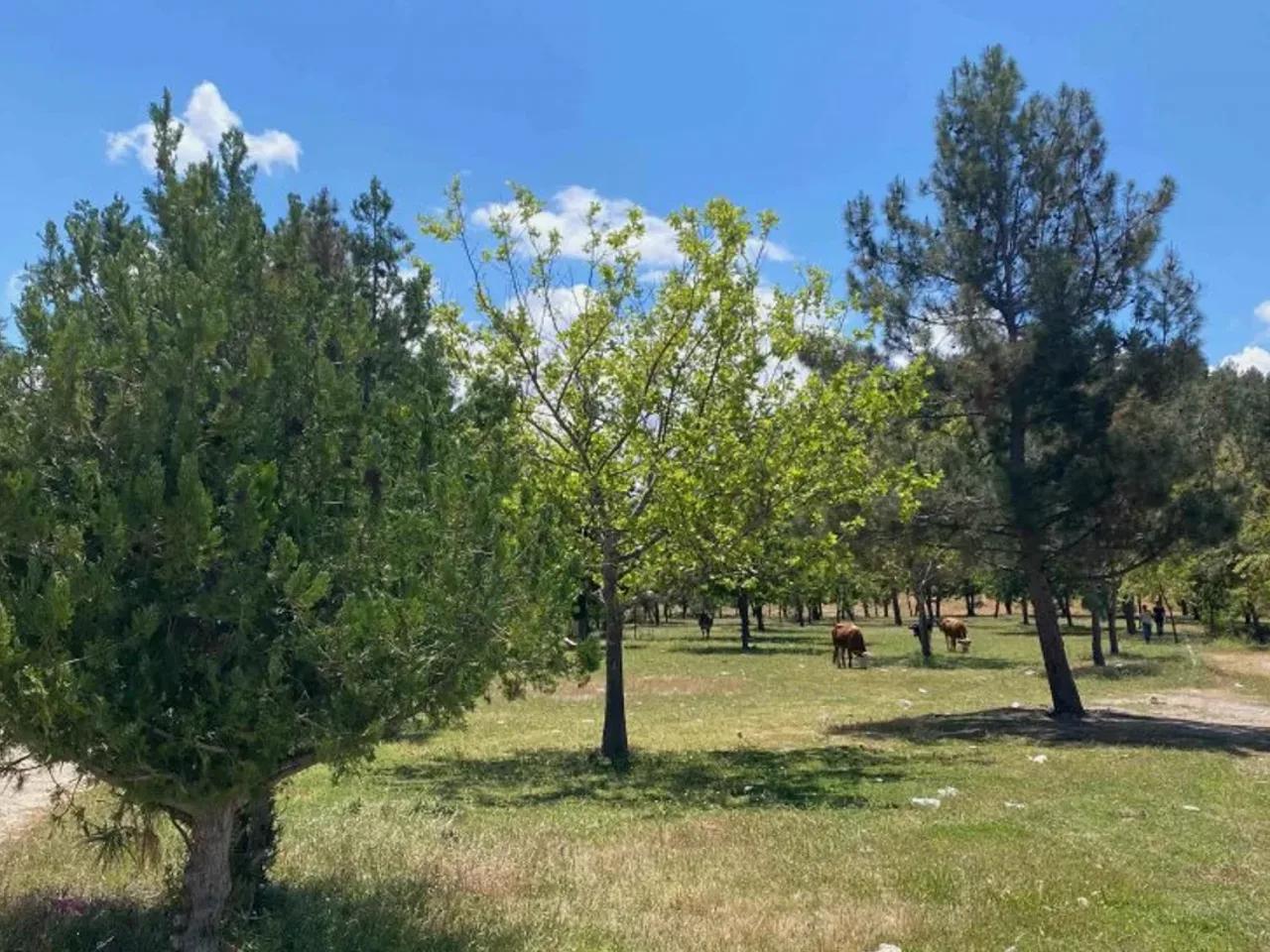 Şanlıurfa, - 1