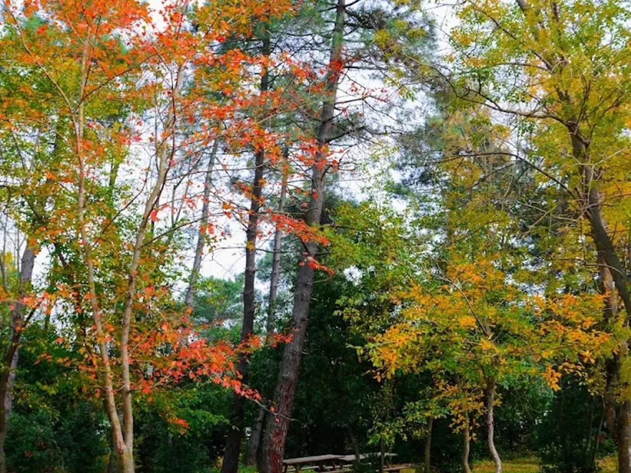 Sarıgazel Tabiat Parkı - 4