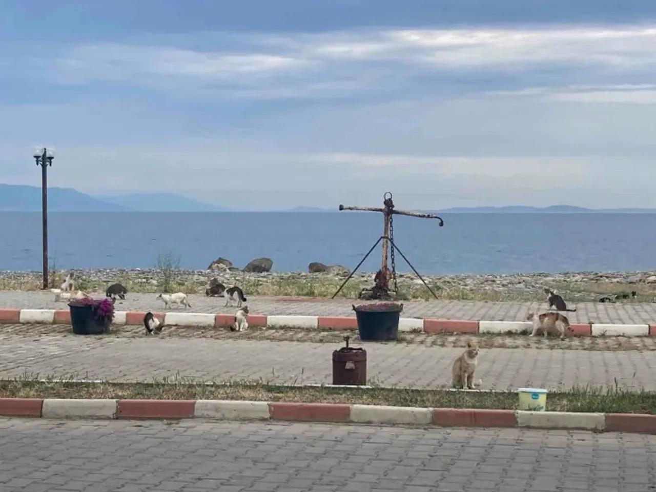Şarköy,Hoşköy İç Yolu - 1