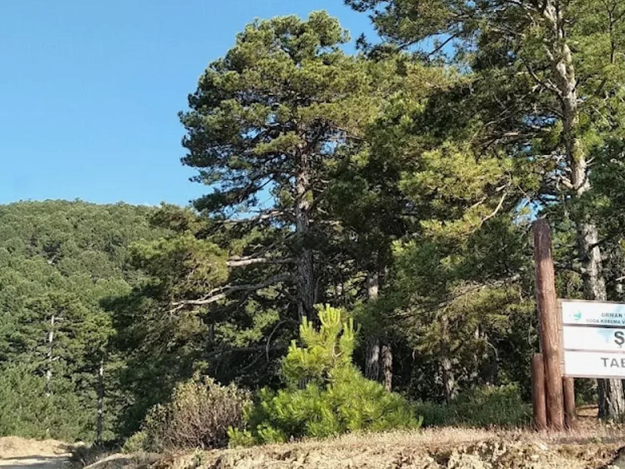 Şarlan Tabiat Parkı - 2