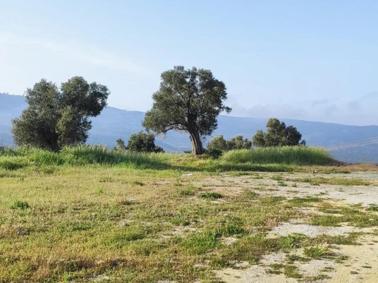 Selçuk, - 1