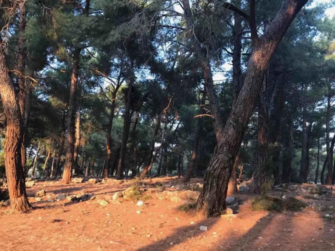 Seydikemer/Muğla - 1