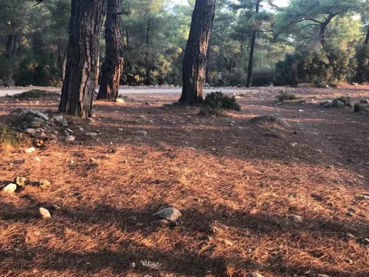 Seydikemer/Muğla - 3