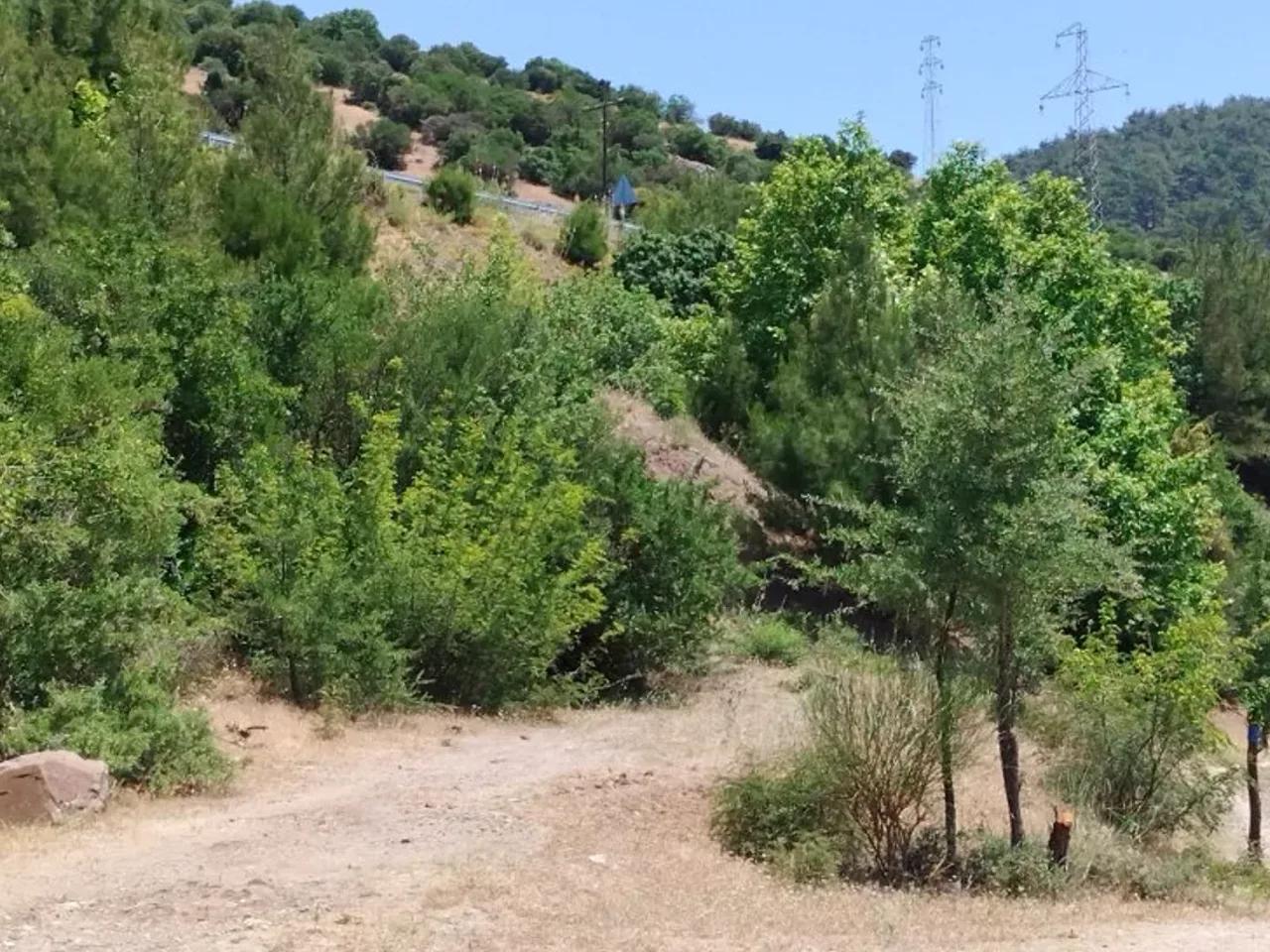 Sığırlı, - 1