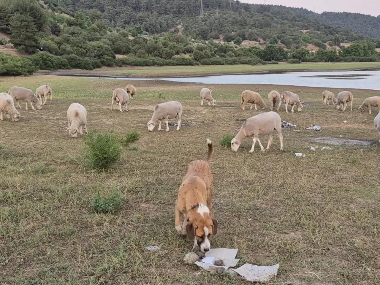 Sığırlı, - 3