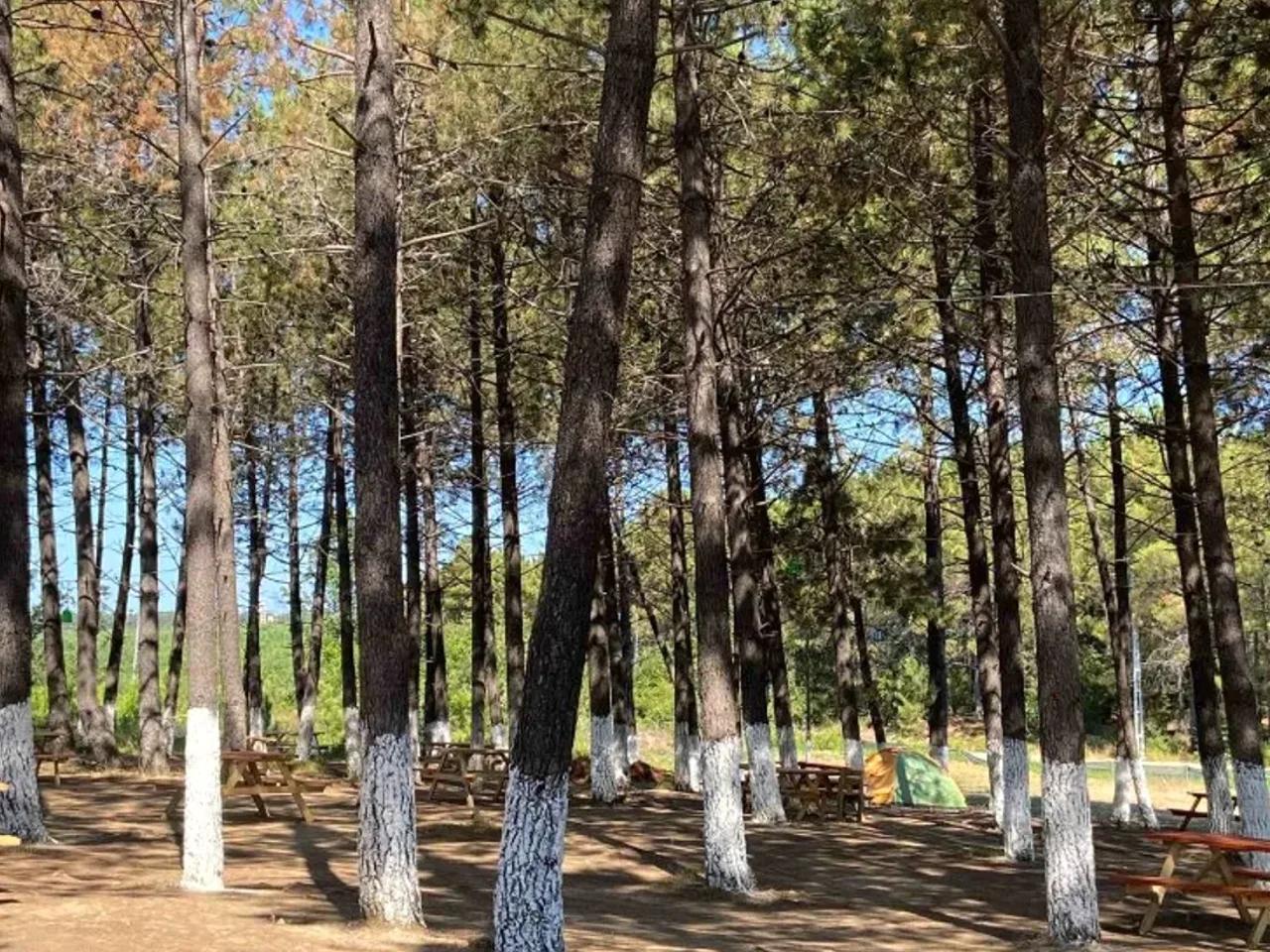 Şile,150 Doğancılar Sofular Yolu - 1