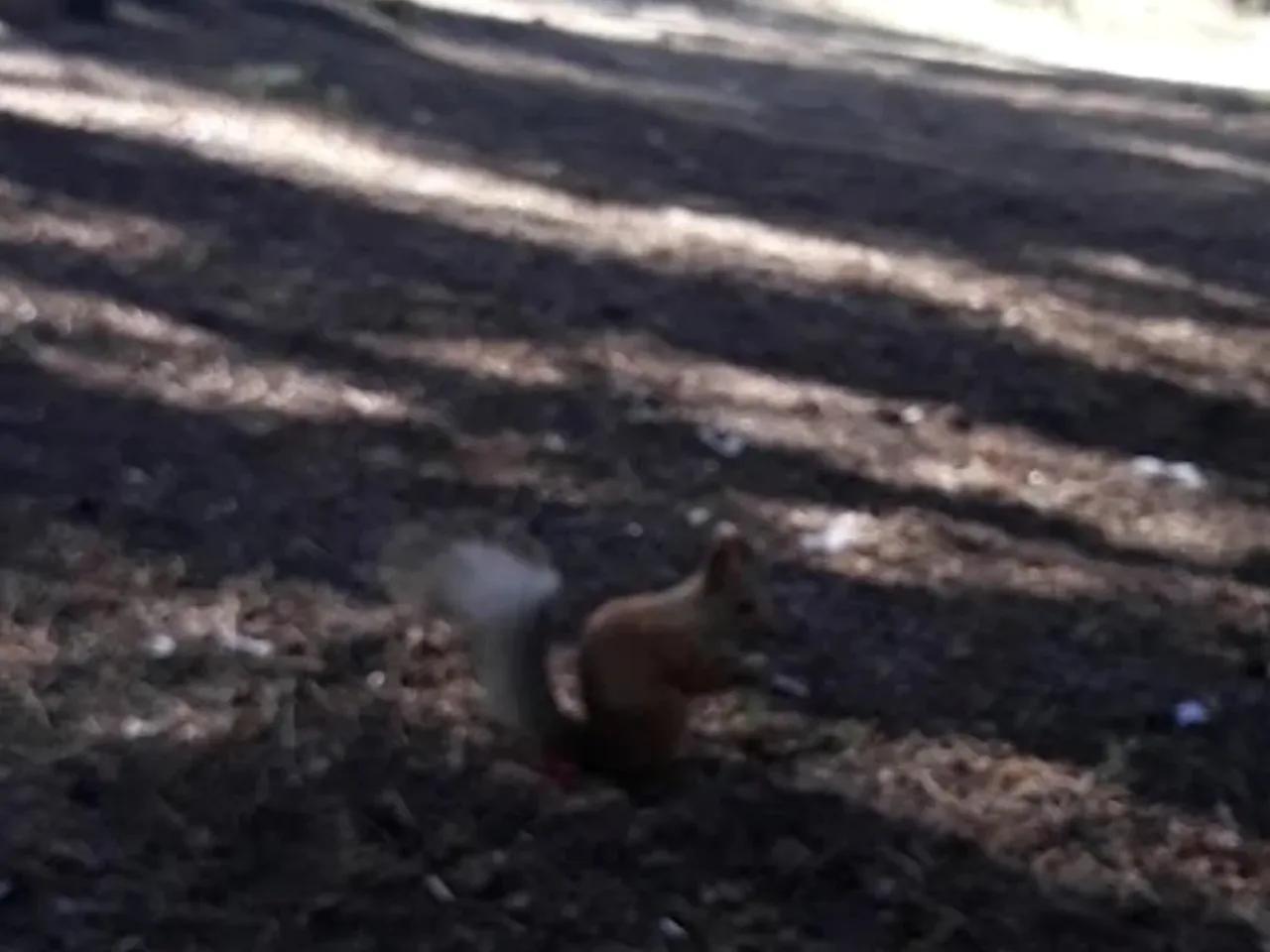 Soğuksu Tabiat Parkı (Kars) - 3