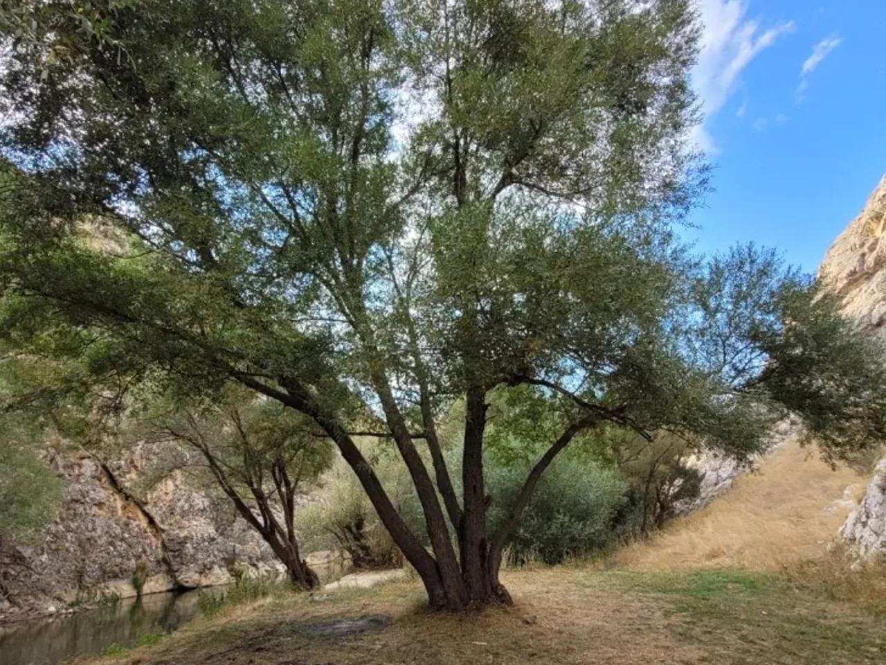 Taşcı, - 2