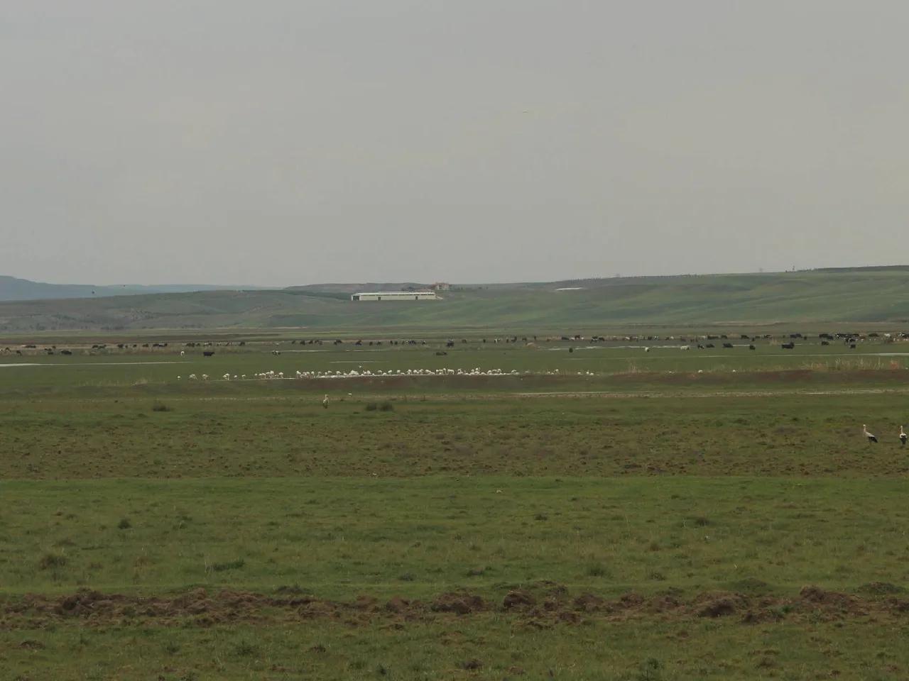 Tol Gölü Sulak Alanı
