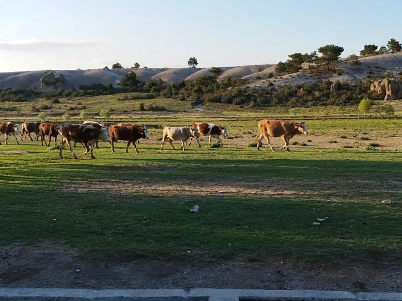 Gece Karavan Parkı - 1