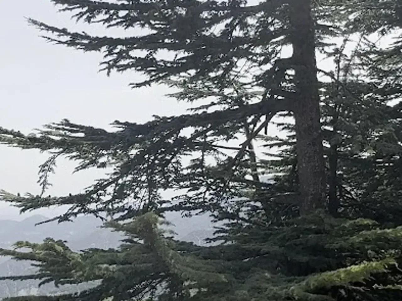 Ufacık Yayla - 3