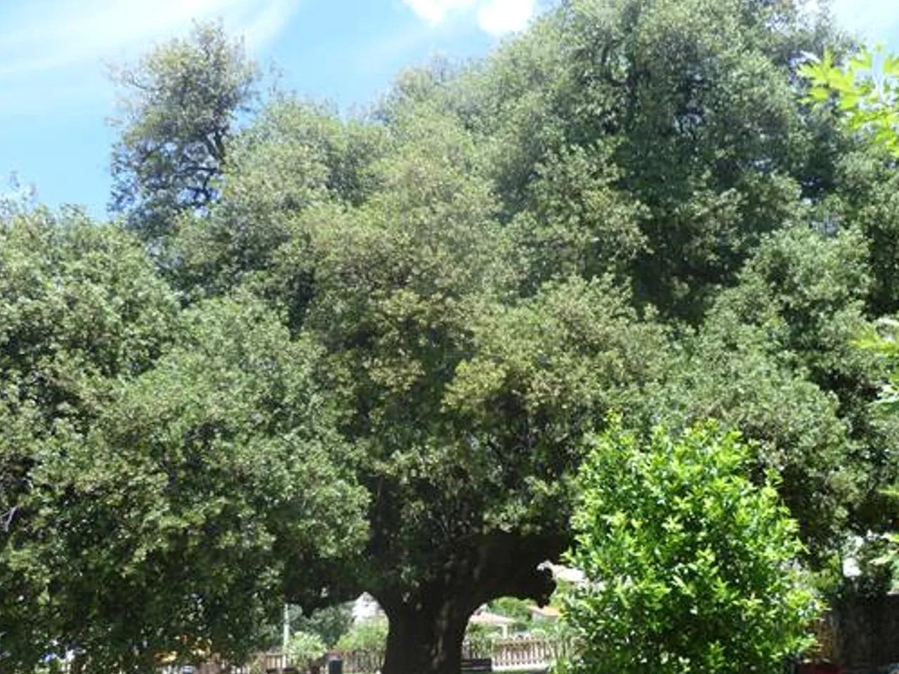 Ulumeşe Tabiat Anıtı