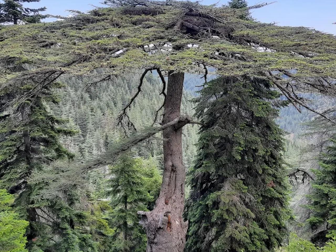 Yavşan Yaylası Tabiat Parkı