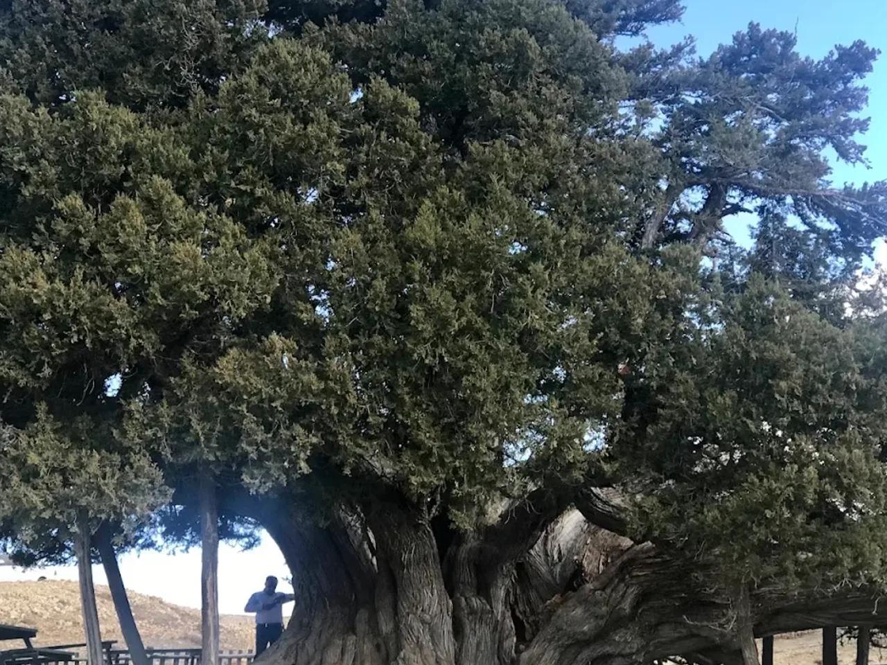 Yaz Ihlamur Ağacı Tabiat Anıtı