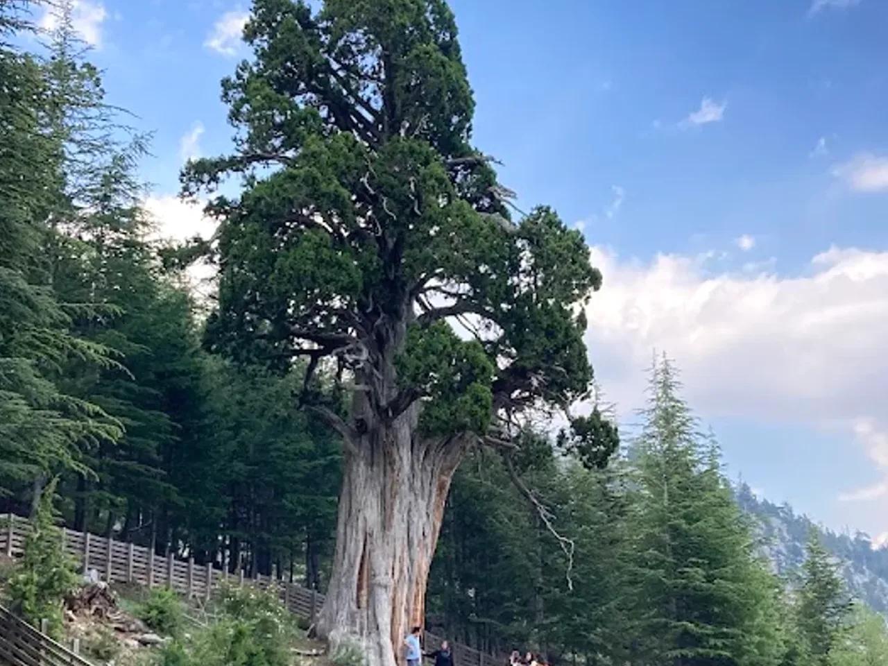 Yaz Ihlamur Ağacı Tabiat Anıtı - 2