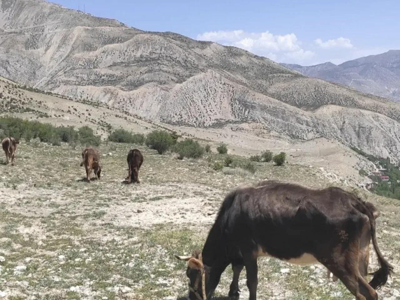 Yurt Yaylası - 2