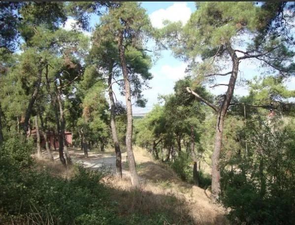 Hacetderesi Tabiat Parkı (Tamirat - Kapalı) - İstanbul tabiat parkı fotoğrafı