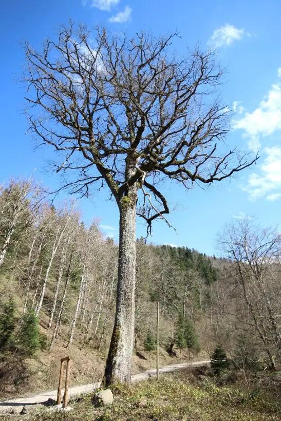 Kızılca Elmalı Meşesi Tabiat Anıtı - Sinop tabiat parkı fotoğrafı